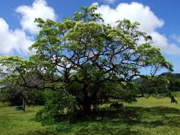 Image result for Terminalia sambesiaca
