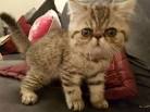 Exotic Shorthair For Sale - Hoobly Classifieds