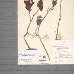 Image result for Antidesma rufescens