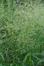 Image result for Leersia