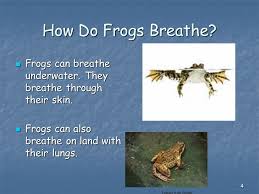 Dieses und viele weitere bücher versandkostenfrei im thalia onlieshop bestellen. All About Frogs By Trista Beam Mid Valley Elementary Ppt Download