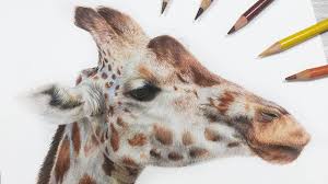 If we focus on how to draw a giraffe for sure fun will be guaranteed. How To Draw A Giraffe With Colored Pencil Youtube