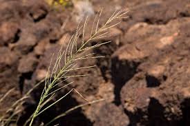Image result for Leptochloa panicea