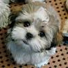 Poodle Shih Tzu