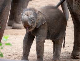 Xerxes is asking that you stop and look at the stick he picked up all by himself 😍🥹 📷: Dr. Jennifer D.