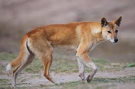 Resultado de imagen de canidos