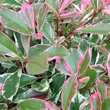 Pin By Camilla Leia On My Collections In 2020 Photinia Pink Marble Pink Marble Sutton Seeds