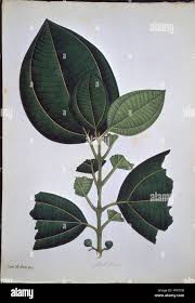 Image result for Bellucia