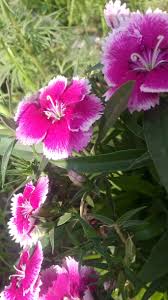 Pin By Sakshi Sharma On Flora Flora Plants Garden