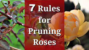 7 Rules For Pruning Roses Youtube Pruning Roses Rose Care Prune