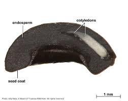 Image result for Tarenna junodii