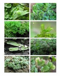 Diagram of tapeworm and label. Liverwort Species Found In Gujarat A Asterella Angusta Steph Download Scientific Diagram