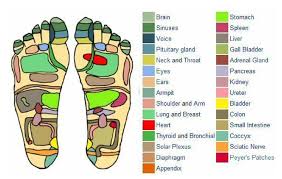 Free Foot Reflexology Charts 35 Free Printables Word Pdf