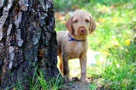 Image result for maďarský ohař drátosrstý