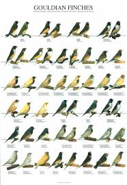 ladygouldianfinch com bird posters