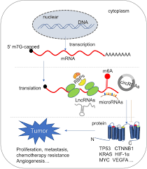 In prokaryotes, which lack a nucleus, the processes of both transcription and translation occur. The Regulation Of Protein Translation And Its Implications For Cancer Signal Transduction And Targeted Therapy