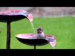 Bird Bath Fountain For Hummingbirds Hummingbirds Play In Homemade Bird Bath Youtube Hummingbird Bird Bath Diy Bird Bath Bird Bath
