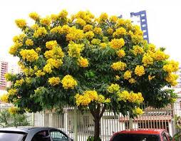 That's what i love about the geiger tree, which also has a white or yellow flowering variety. This Is A Common Tree Senna As You Can See They Have A Beautiful Yellow Flowers They Can Look More Like Flowering Trees Small Ornamental Trees Trees To Plant
