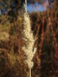 Image result for Enneapogon cenchroides