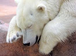 I spy some prime day deals $198 158.40 (20% off). Keep Your Cool With These Chill Polar Bear Wallpapers Xcomputer