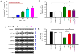 The all india trinamool congress (abbreviated aitc or tmc; Sensitivity Of Allyl Isothiocyanate To Induce Apoptosis Via Er Stress And The Mitochondrial Pathway Upon Ros Production In Colorectal Adenocarcinoma Cells