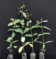 Image result for Eucalyptus cloeziana