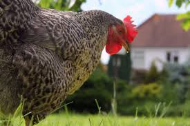 Egg yolk peritonitis is a very serious condition. Sour Crop The Garden Smallholder