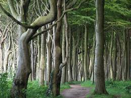 Ghost Forrest Neinhagan Germany Heiligendamm Ferien Deutschland Urlaub