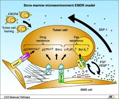 Compact bone makes up the outer layer of the bone. The Bone Marrow Microenvironment As A Tumor Sanctuary And Contributor To Drug Resistance Clinical Cancer Research