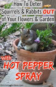 Here's how to build a fence to keep squirrels off your grass seed: How To Deter Squirrels And Rabbits From Your Flowers Flowerbeds And Garden By Using Hot Pepper Spray Stuffed Hot Peppers Squirrel Repellant Rodent Repellent