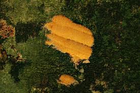 Image result for Scorodophloeus zenkeri