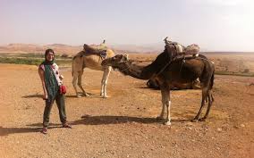 Camels are relatively passive animals who lounge around in between toting tourists around the pyramids of giza, but that doesn't mean your cairo camel ride tour | horse ride trip in giza pyramids. Camel Trekking Morocco How To Book Where To Go Is It Ethical