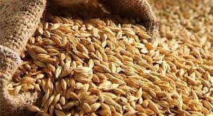 (bread) wheat (white) barley corn oat rice. Barley Is Very Beneficial For Health Know Its Four Big Benefits Newstrack English 1