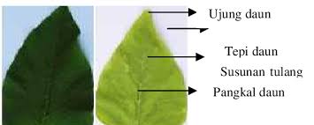 Check spelling or type a new query. Gambar 1 Gambar Bayam Control A Dan Dengan Perlakuan Diberi 1 Ppm Pb Download Scientific Diagram