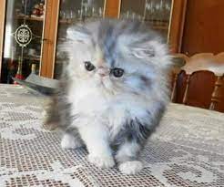 Saat berbicara mengenai kucing otomtis juga akan membahas mengenai ragam. Yuk Perhatikan 8 Daftar Harga Anak Kucing Persia Terbaru