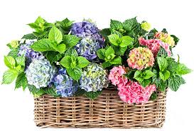 Find over 100+ of the best free basket of flowers images. Beautiful Flowers In Basket Photograph By Boon Mee