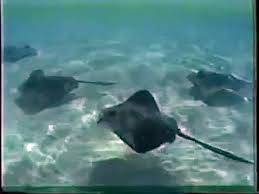 On september 4, 2006, steve irwin was fatally attacked by a stingray while filming a documentary off the coast of australia. Steve Irwin Death Video Flash Video Dailymotion