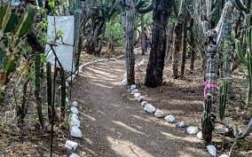 Nomadic tribes left behind artifacts such as arrow heads and clovis points, which have been discovered in the northern part of the state. Santuario De Los Cactus Otra Oferta Turistica En La Paz El Sudcaliforniano Noticias Locales Policiacas Sobre Mexico Baja California Sur Y El Mundo