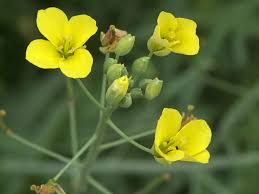 Image result for Diplotaxis tenuifolia