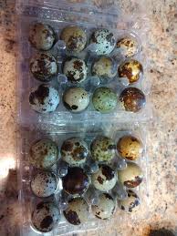 12 TOTAL Rare Pearl Quail Hatching Eggs Coturnix Hatch over winter! –  National Botanical Garden