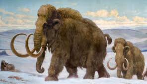 Family Of Prehistoric Woolly Mammoths Mammuthus Primogenius Crossing The Tundra Steppe Stretching Across Prehistoric Animals Paleo Art Prehistoric Creatures