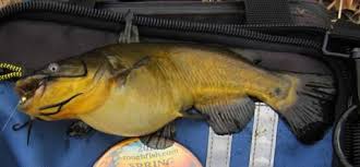 Bullheads are an attractive breed of catfish that have interesting personalities to keep you entertained for hours. Black Bullhead Ictalurus Melas