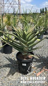 Image result for Aloe barendii