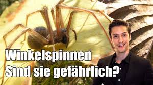 Giftige spinnen in deutschland wikipedia / giftspinnen wikipedia : Winkelspinne Gefahrlich Youtube