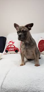 The french bulldog is a delightful little dog who shows little remnants of his gladiator ancestry. French Bulldog Breeders Near Me