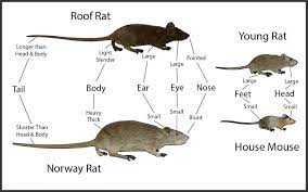 Not to mention that after picking a company, you'd still have to look up their pest control phone number and check if they offer services in your. Outer Banks Pest Control Home Facebook