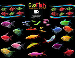 These social fish are active swimmers, so it's fun to watch them navigate around the tank. Glofish