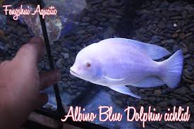 Blue dolphin cichids not only resemble a saltwater bottlenose dolphin with its bulbous round head, elongated mouth, protruding lips and its oceanic blue color, but they share many personality traits as well. Albino Blue Dolphin Cichlid A Photo On Flickriver