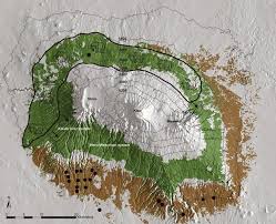 Image result for Anthospermum usambarense