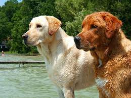 Golden Labs Seem To Be Healthier Than Their Chocolate Cousins And We Re Not Sure Why
